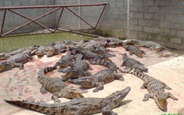 Thực hư chuyện cá sấu sổng chuồng ở TP HCM
