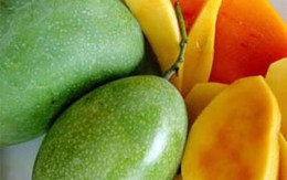 Cây xoài có tác dụng gì?