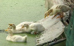 3 người trọng thương vì... 5 con vịt