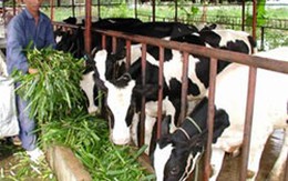 Người nuôi bò sữa lãi quá ít