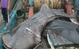 Bắt được cá lạ nặng 1,5 tấn ở Quảng Ngãi