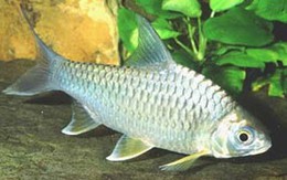 Mẹo chọn cá tươi ngon