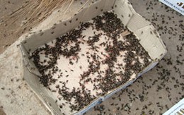 Dân khổ vì ruồi