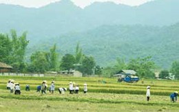 Nước mắt mồ côi ở "bản không chồng"