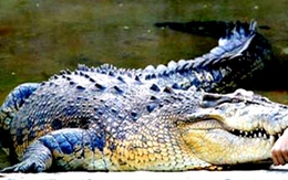 Đường dây nóng tìm... cá sấu