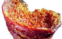 Phân biệt yến sào thật, giả