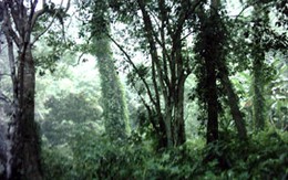Tranh đất rừng, con chết, bố trọng thương