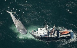 Phát hiện xác cá voi xanh khổng lồ 