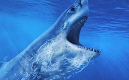 Giấu ma túy trong bụng… cá mập