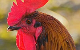 Gà trống bị kiện vì gáy quá sớm
