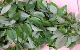 Rau ngót "lọc" độc cho cơ thể