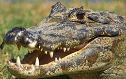 Sinh viên mang... cá sấu đi du lịch