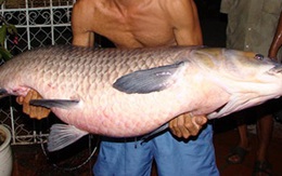 Câu được cá trắm đen 37kg ở Hồ Tây