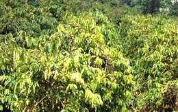 Bé gái 40 ngày tuổi bị bắt cóc, chôn sống