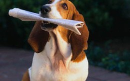 Nhai tiền của chủ, chó đi tù