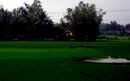 Bị hiếp dâm ngay giữa cánh đồng