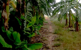 "Gạ tình" trượt, cướp điện thoại