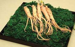 Hồng sâm duy trì sự sống cho bệnh nhân HIV