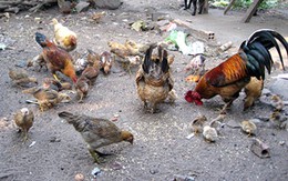Trói 2 cha con trong rẫy, cướp đàn gà 