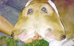 Chú bò có 2 đầu 1 não