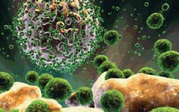 Người nhiễm HIV của khỉ?