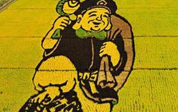 Độc đáo tranh trên cánh đồng 