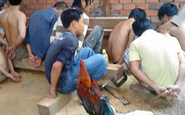 25 con bạc tham gia "trường gà" bị bắt