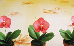 Chơi và bảo quản hoa đất