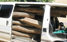 Bắt xe chở gỗ lậu "hồn nhiên" chạy trên quốc lộ