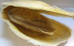 Hạt quả xoài ngăn ngừa vi khuẩn gây chết người