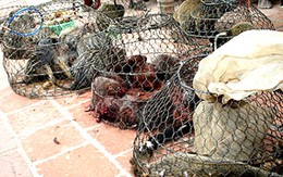 Phát hiện lượng lớn động vật quý hiếm  