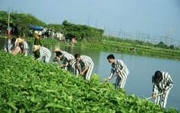 Nước mắt ngày đặc xá