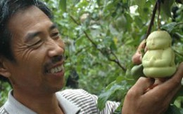 Vườn lê ra quả hình hài nhi