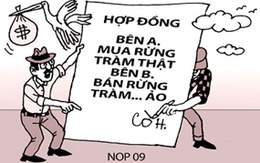 Mua nhầm vườn tràm “vịt trời”