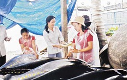 Bình Định: Triển khai Đề án kiểm soát dân số vùng biển, đảo