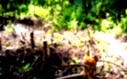 Trộm cây, bị bắn trọng thương