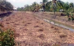 Làm nhục không xong thì sát hại em dâu