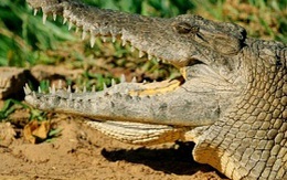 Bắt giam cá sấu của ông trùm mafia