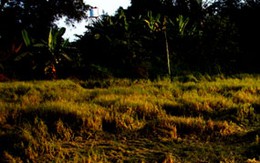 Truy tìm kẻ cưỡng hiếp, sát hại bé gái 7 tuổi