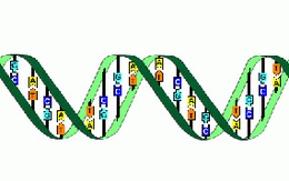 Xét nghiệm ADN 4 bạn trai vẫn chưa tìm được bố của con 