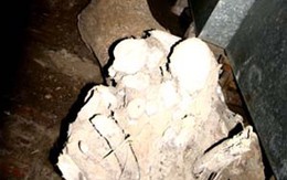 Thêm 6 “sưa tặc” đầu thú