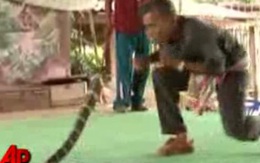 VIDEO: Đấm bốc với rắn hổ mang