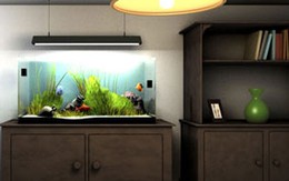 6 kiêng kỵ khi đặt bể cá cảnh trong nhà