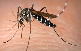 "Hái" ra tiền nhờ đi buôn... muỗi
