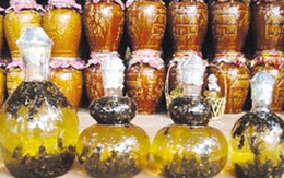 Rượu ong đất: Độc nhiều hơn bổ
