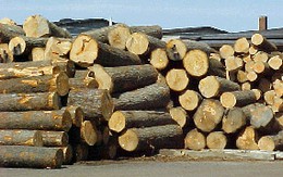 Khởi tố 3 kẻ “ăn” gỗ