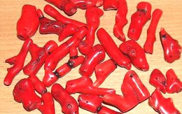 Săn lùng san hô đỏ: Môi trường kêu cứu