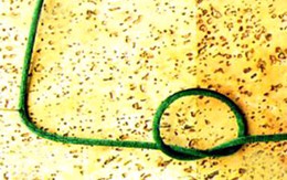 Gây án mạng rồi trốn sang Trung Quốc