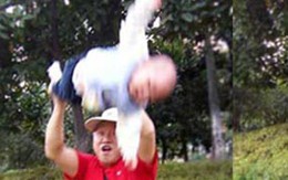 Ông "tung hứng" cháu chưa đầy tuổi để kiếm tiền