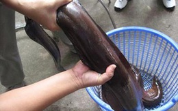 Bắt được cá Chình nặng kỉ lục ở sông Lam